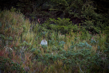 a hazelgrouse female on a mountain meadow at a autumn day   © DoreenB. Photography