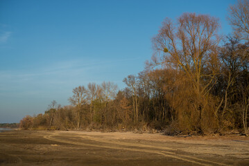 There are trees with large roots and stumps scattered along the seashore.