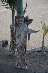 Palm tree bark, tree bark, tropical island, lanzarote, spain, november 2024, puerto del carmen, sandy beach, holiday
