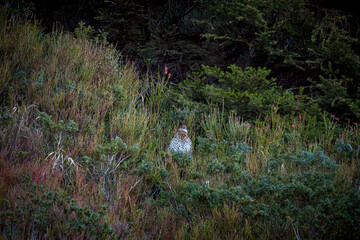 a hazelgrouse female on a mountain meadow at a autumn day  
