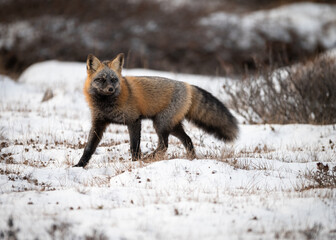 Cross Fox in Tundra