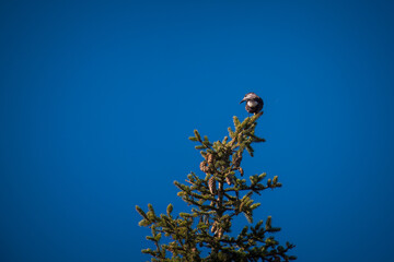 a spotted nutcracker, nucifraga caryocatactes, perched on a spruce at a sunny autumn morning on the...