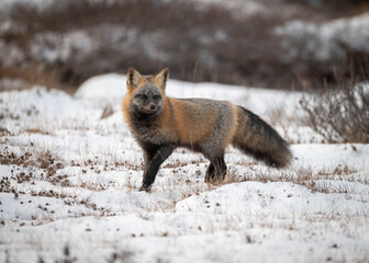 Cross Fox in Tundra
