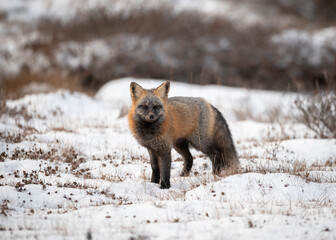 Cross Fox in Tundra