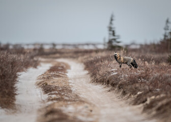 Cross Fox in Tundra