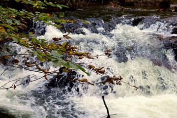 Zweige mit herbstlichem Laub an einem sprudelnden Bach im Herbst am Altbach bei Züsch in der...