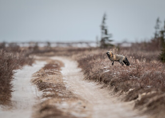 Cross Fox in Tundra