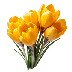 Fototapeta premium yellow crocus flowers