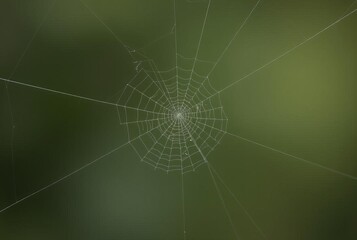 _ . Cobweb Minimalism Focus on the simplicity and elegance of a