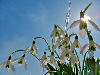 White flowers Snowdrops, Galanthus in full bloom with drops of water and blue sky with sun. Topics:...