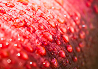 Red skin apple with droplets Macro Close-Up Shot