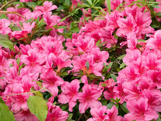 Vibrant Pink Azalea Flowers 