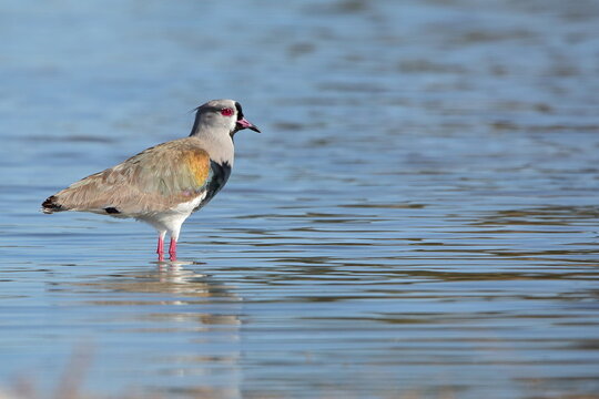 Southern lapwing enjoying the water. Queltehue disfrutando en el agua. Tero. Treile.
Vanellus chilensis.