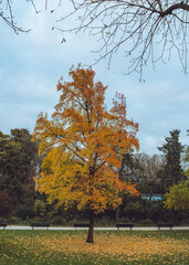 autumn trees in the park, Paris, France