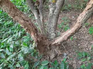Termites eating tree dry branch. Tree branch that has become infested with thousands of termites, insects and their larvae, which have filled the wood with tiny holes. Termite nest on the dry wood. 