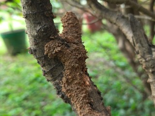 Fototapeta premium Termites eating tree dry branch. Tree branch that has become infested with thousands of termites, insects and their larvae, which have filled the wood with tiny holes. Termite nest on the dry wood. 