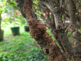 Termites eating tree dry branch. Tree branch that has become infested with thousands of termites, insects and their larvae, which have filled the wood with tiny holes. Termite nest on the dry wood. 