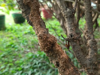 Termites eating tree dry branch. Tree branch that has become infested with thousands of termites, insects and their larvae, which have filled the wood with tiny holes. Termite nest on the dry wood. 