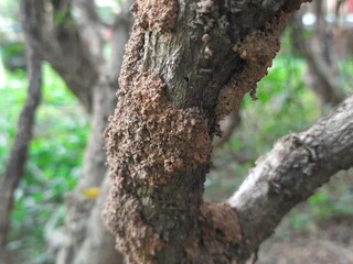 Termites eating tree dry branch. Tree branch that has become infested with thousands of termites, insects and their larvae, which have filled the wood with tiny holes. Termite nest on the dry wood. 