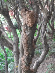 Termites eating tree dry branch. Tree branch that has become infested with thousands of termites, insects and their larvae, which have filled the wood with tiny holes. Termite nest on the dry wood. 