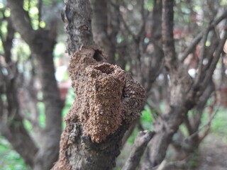 Termites eating tree dry branch. Tree branch that has become infested with thousands of termites, insects and their larvae, which have filled the wood with tiny holes. Termite nest on the dry wood. 
