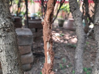 Termites eating tree dry branch. Tree branch that has become infested with thousands of termites, insects and their larvae, which have filled the wood with tiny holes. Termite nest on the dry wood. 