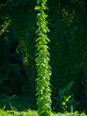 Green Fern Vine Growing on a Sunlit Tree Trunk in the Manoa Rainforest, Honolulu, Hawaii.