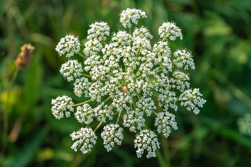 close up of a flower