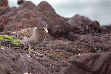 Belcher's gull searching for food - Gaviota peruana buscando comida. --Larus belcheri.--