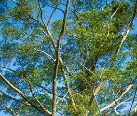 Green Leaves, Tan Branches and Blue Sky in the Honolulu Hawaii Rainforest.