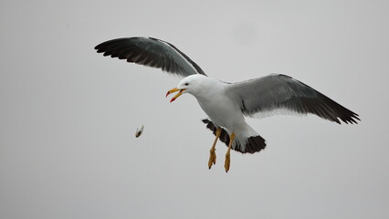 Kelp gull dropping its food against the rocks to breaking down. - Gaviota dominicana dejando caer su alimento contra las rocas para romperlo.
Larus dominicanus.