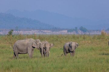 Fototapeta premium Herd of Asiatic elephant (Elephas maximus) at the grassland of forest to eat grass.