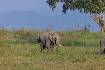 Herd of Asiatic elephant (Elephas maximus) at the grassland of forest to eat grass and mud bath.