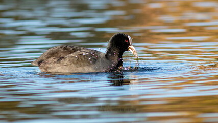 duck in the water