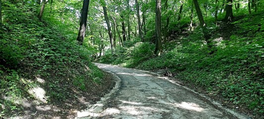 a forest path winding through a dense forest