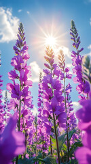A vibrant field of purple flowers under a bright sun and blue sky.
