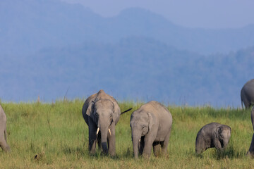 Herd of Asiatic elephant (Elephas maximus) at the grassland of forest to eat grass.