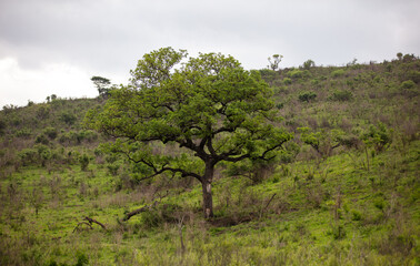 Acacia tree in African savannah, cloudy sky. Vachellia tortilis in South Africa
