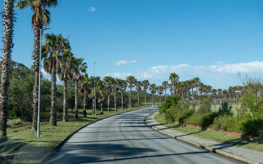 Fototapeta premium Palm trees along the empty road, blue sky, sunny day
