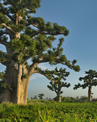 Fototapeta premium West Africa. Senegal. A picturesque panorama with lonely huge baobabs on a peanut field in the rays of the setting sun.