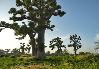 West Africa. Senegal. A picturesque panorama with lonely huge baobabs on a peanut field in the rays...