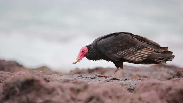 Turkey Vulture feeding on a bone - Jote de Cabeza colorada aliment&aacute;ndose de un hueso.
Cathartes aura jota