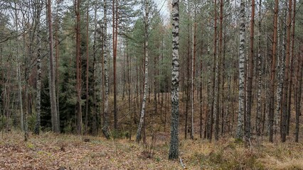 Fototapeta premium Pine, spruce and birch trees grow in the forest. The soil is covered with moss, grass and fallen leaves. In late autumn, almost all the leaves have fallen from the trees. Overcast weather