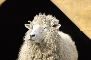 Close-up of a North County Cheviot Sheep bleating
