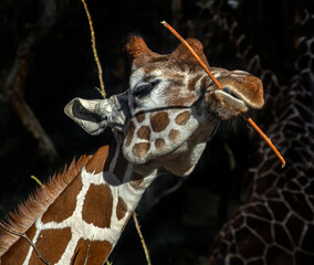 Giraffe gnaws twigs. The tallest living terrestrial animal and the largest ruminant. Latin name -...