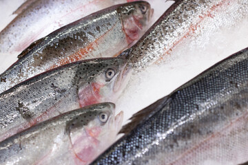 Fresh raw salmon fish   on ice