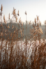 Obraz premium misty morning on the river