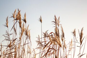misty morning on the river