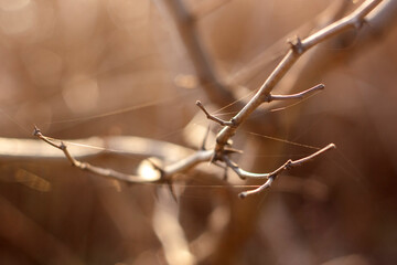 misty morning on the river