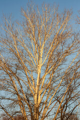 misty morning in the forest